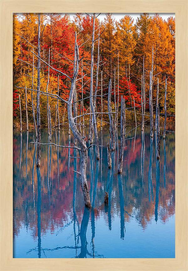 Blue Pond Reflections