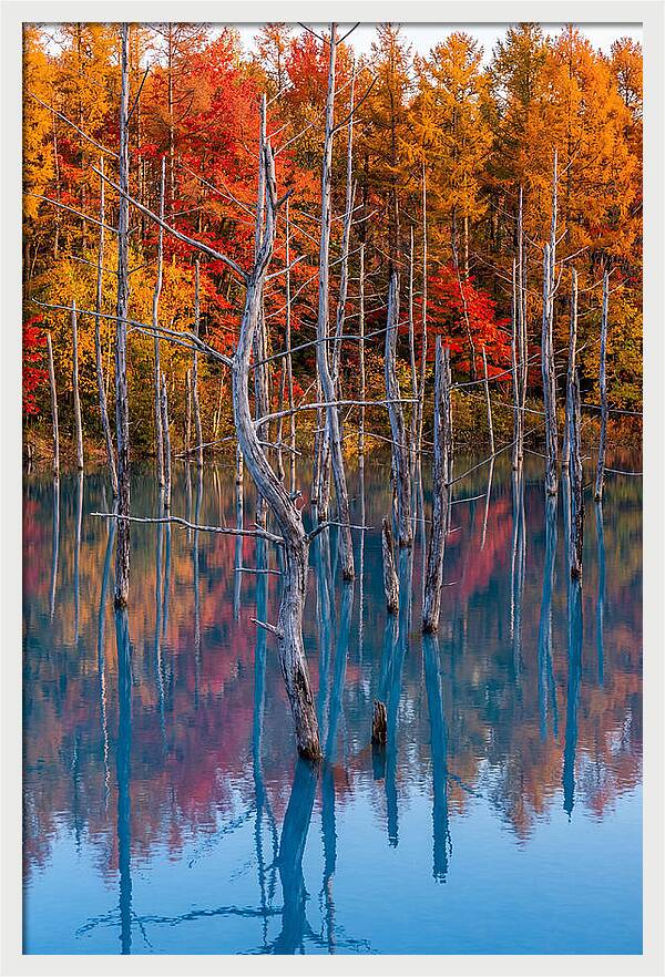 Blue Pond Reflections