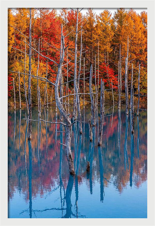 Blue Pond Reflections