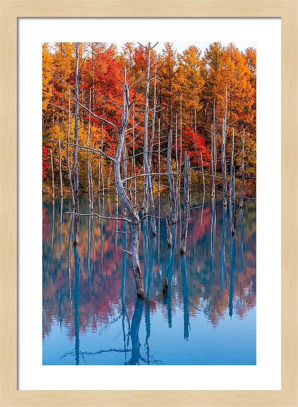 Blue Pond Reflections