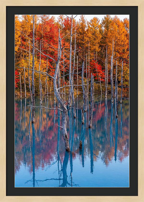 Blue Pond Reflections