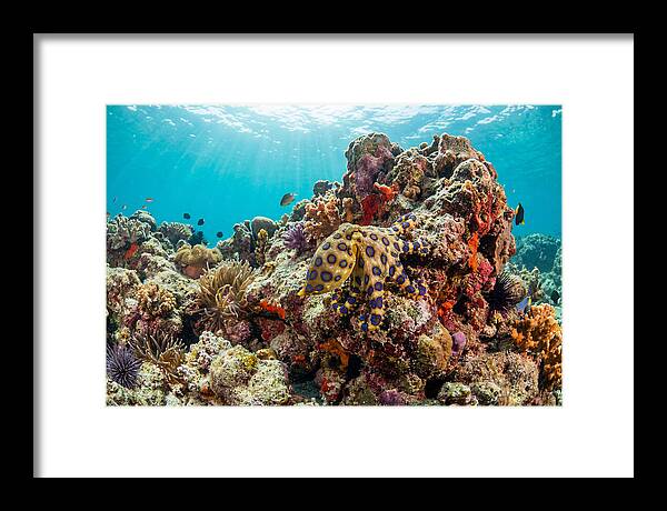 Blue Ringed Octopus Among Coral