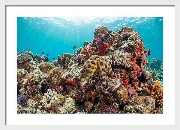 Blue Ringed Octopus Among Coral