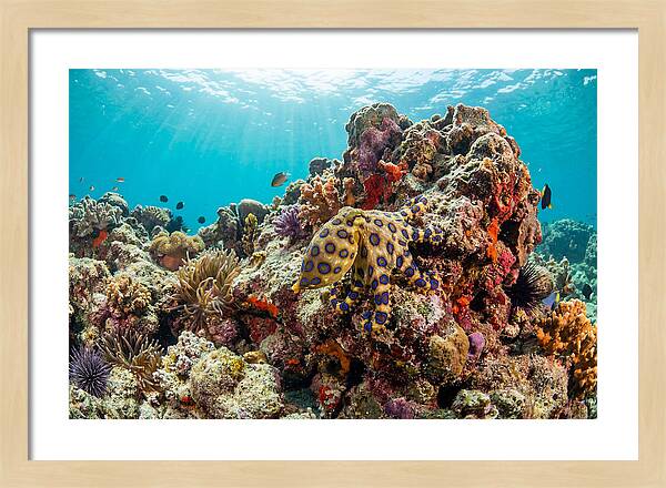 Blue Ringed Octopus Among Coral
