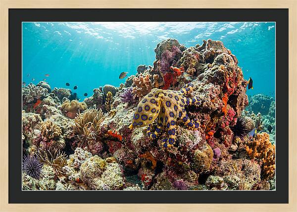 Blue Ringed Octopus Among Coral