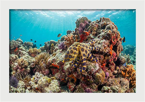Blue Ringed Octopus Among Coral