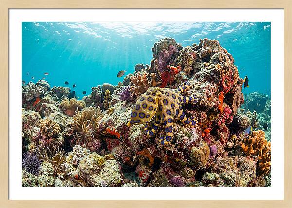 Blue Ringed Octopus Among Coral