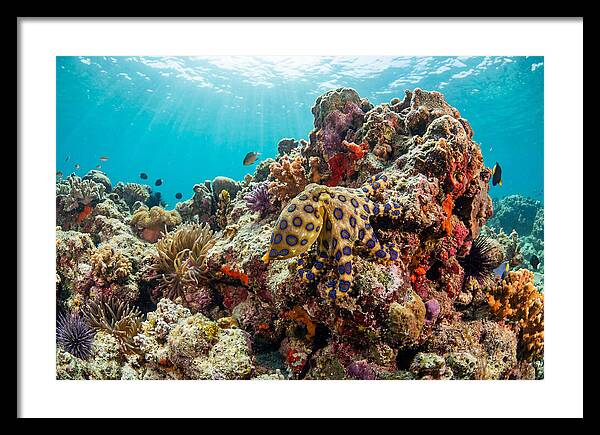 Blue Ringed Octopus Among Coral