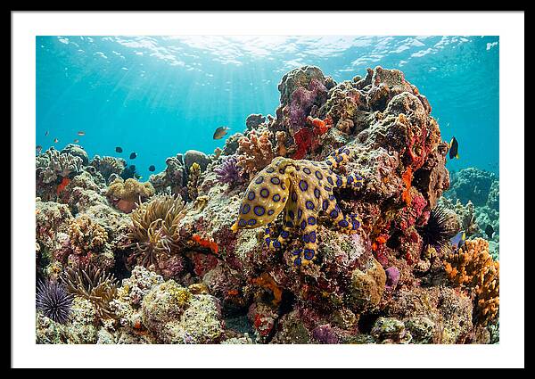 Blue Ringed Octopus Among Coral