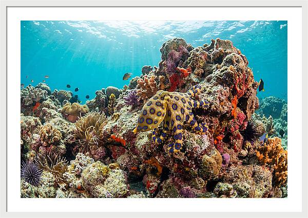 Blue Ringed Octopus Among Coral