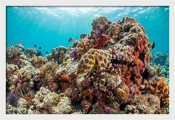 Blue Ringed Octopus Among Coral