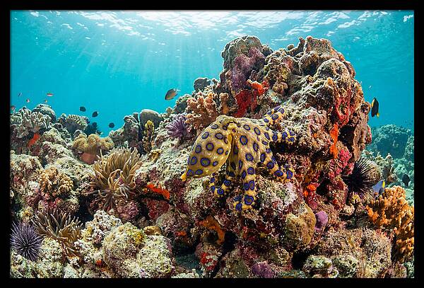Blue Ringed Octopus Among Coral