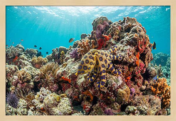 Blue Ringed Octopus Among Coral