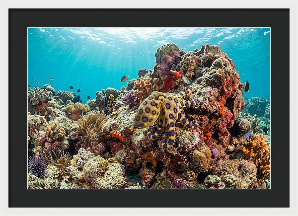 Blue Ringed Octopus Among Coral