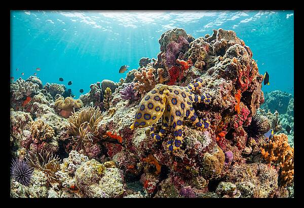 Blue Ringed Octopus Among Coral