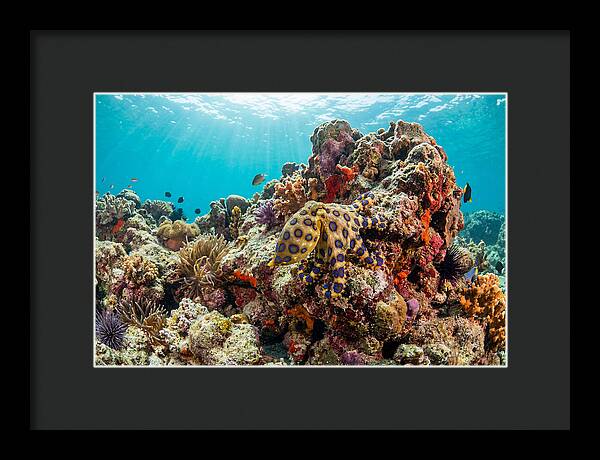 Blue Ringed Octopus Among Coral