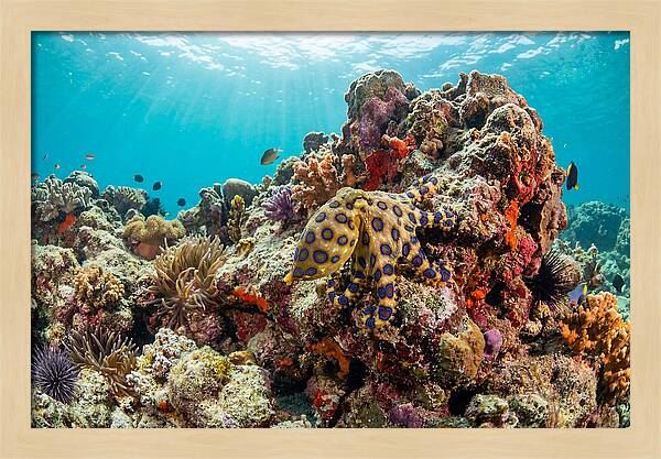 Blue Ringed Octopus Among Coral