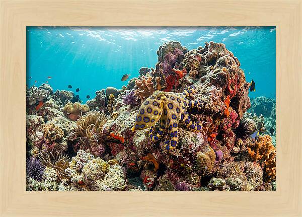 Blue Ringed Octopus Among Coral