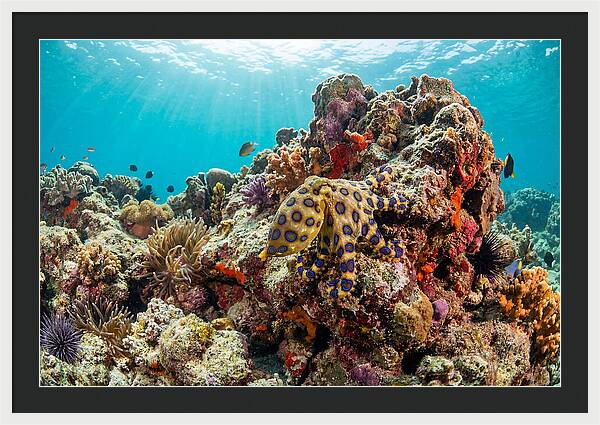Blue Ringed Octopus Among Coral