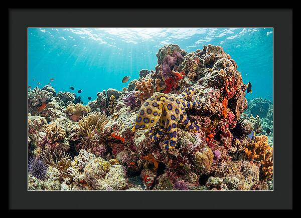 Blue Ringed Octopus Among Coral