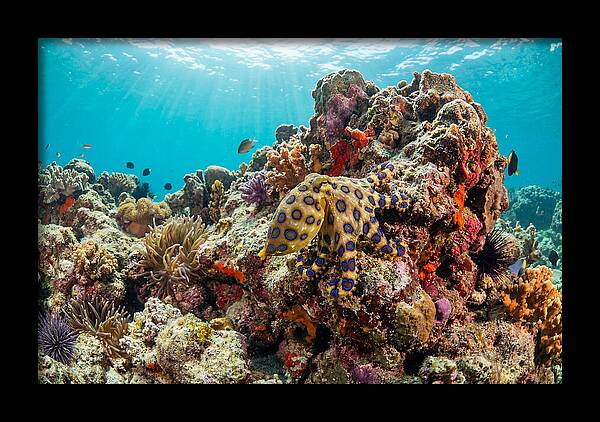 Blue Ringed Octopus Among Coral
