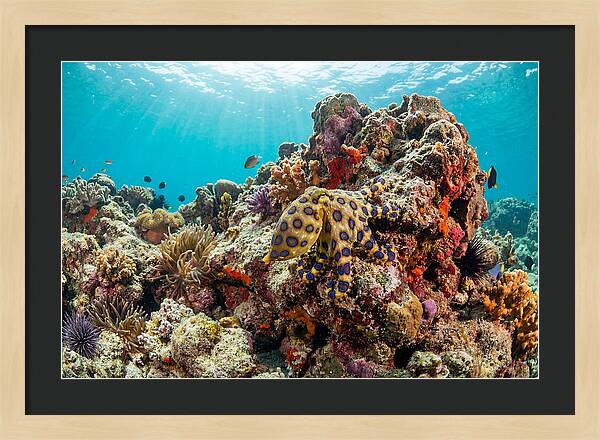 Blue Ringed Octopus Among Coral