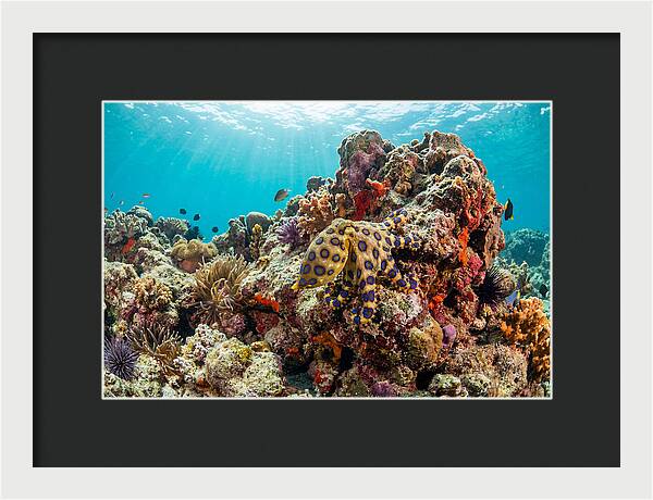 Blue Ringed Octopus Among Coral