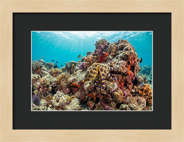 Blue Ringed Octopus Among Coral