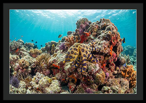 Blue Ringed Octopus Among Coral