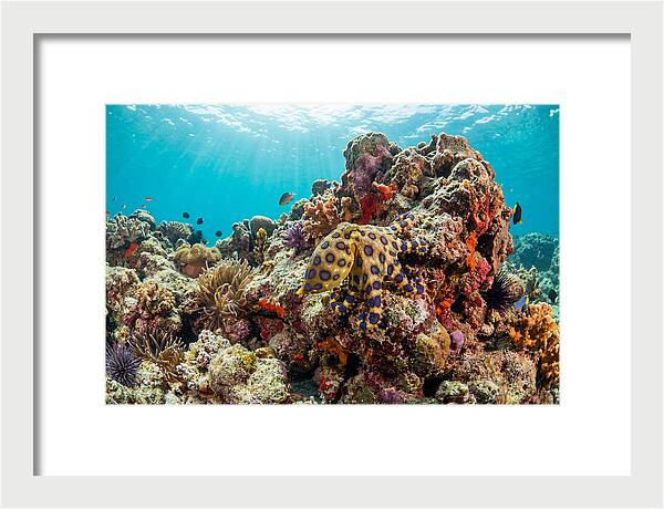 Blue Ringed Octopus Among Coral