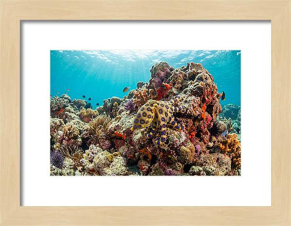 Blue Ringed Octopus Among Coral