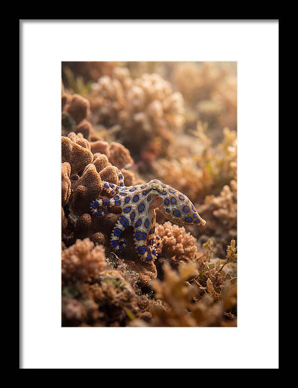 Blue Ringed Octopus Among Coral