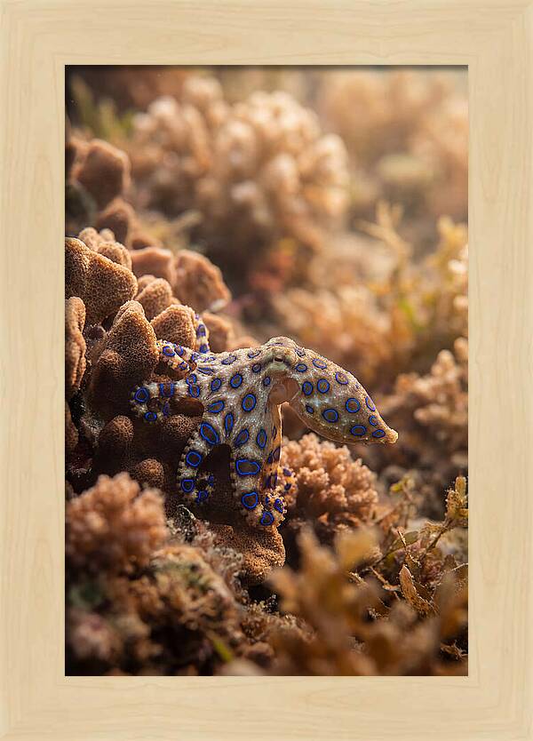 Blue Ringed Octopus Among Coral