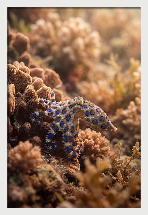 Blue Ringed Octopus Among Coral