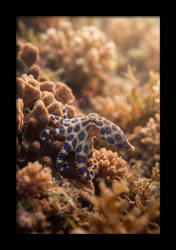 Blue Ringed Octopus Among Coral