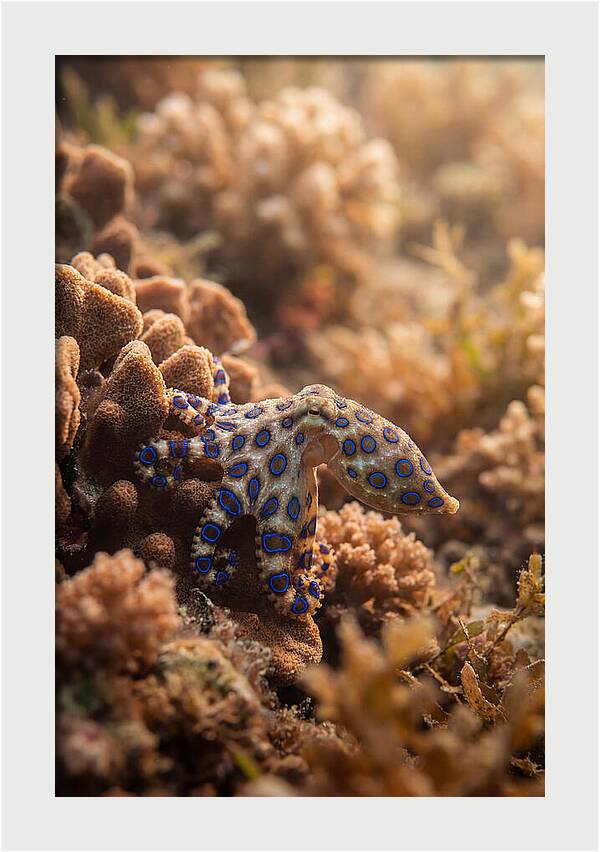 Blue Ringed Octopus Among Coral