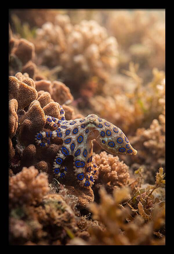 Blue Ringed Octopus Among Coral