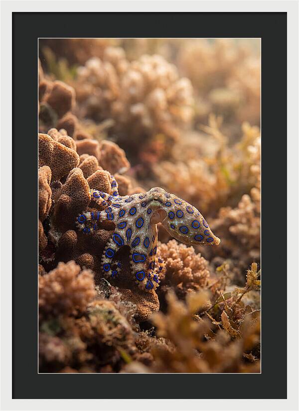 Blue Ringed Octopus Among Coral
