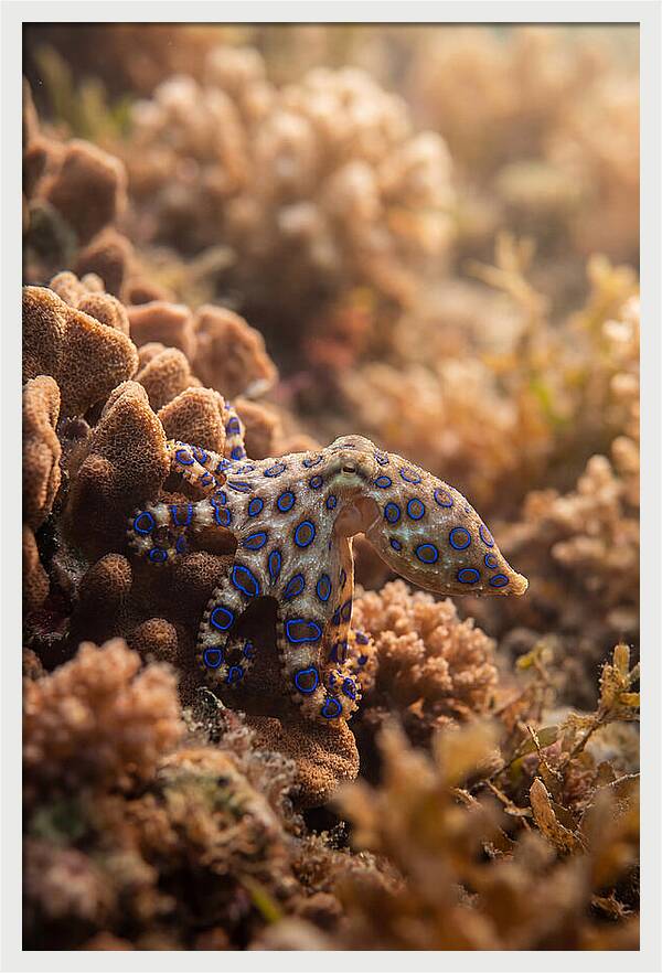 Blue Ringed Octopus Among Coral