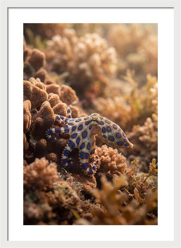 Blue Ringed Octopus Among Coral