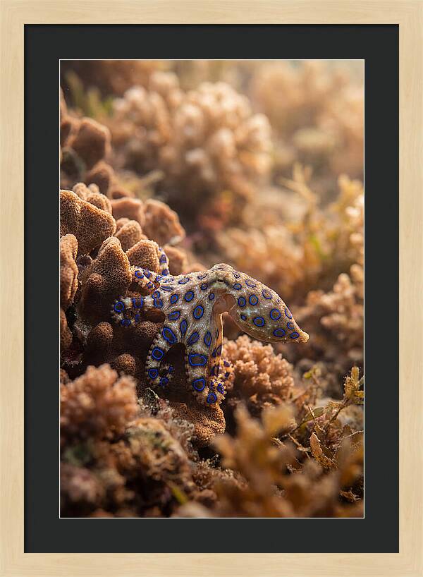 Blue Ringed Octopus Among Coral