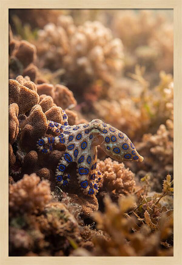 Blue Ringed Octopus Among Coral