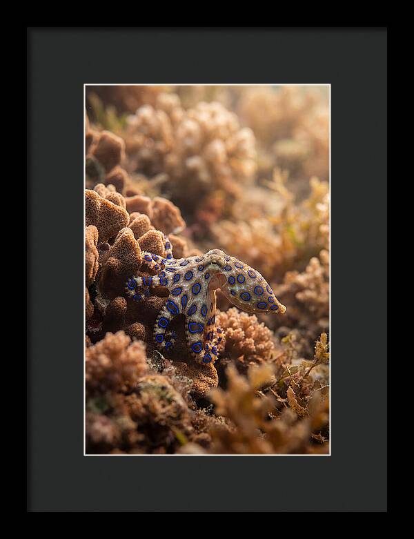 Blue Ringed Octopus Among Coral
