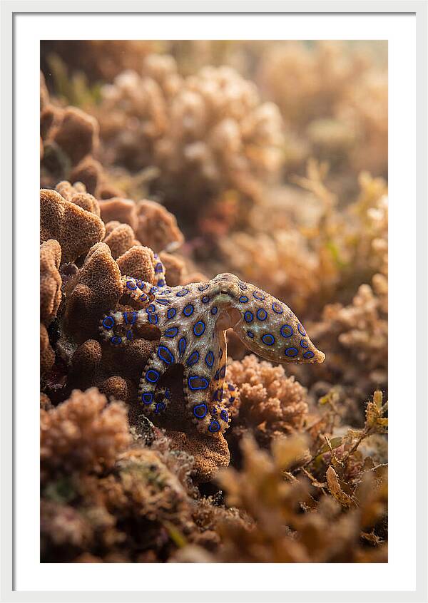 Blue Ringed Octopus Among Coral