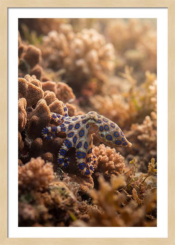 Blue Ringed Octopus Among Coral