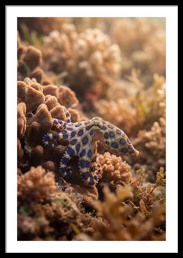 Blue Ringed Octopus Among Coral