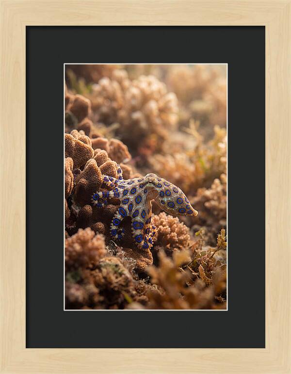 Blue Ringed Octopus Among Coral