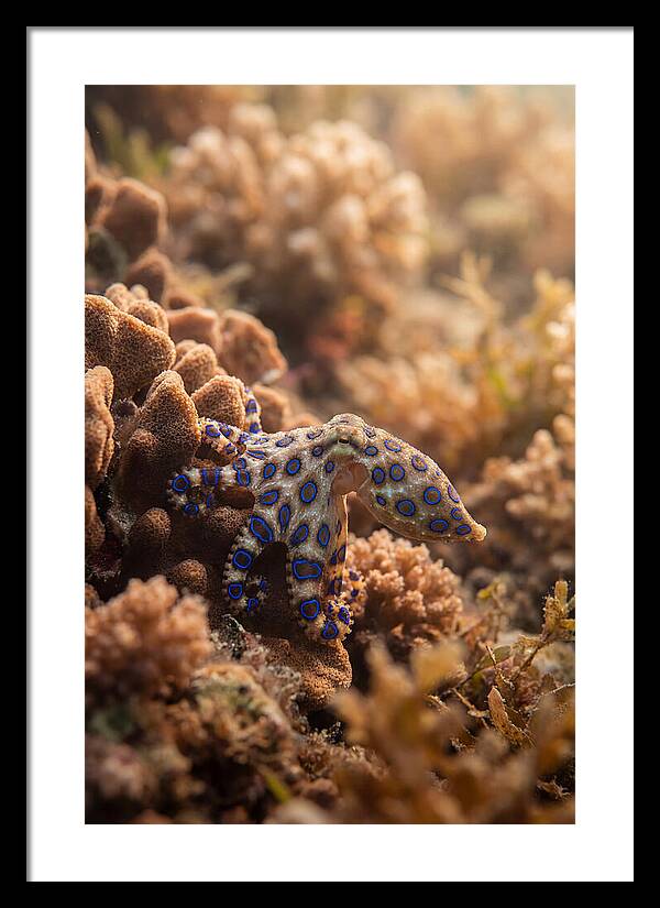 Blue Ringed Octopus Among Coral