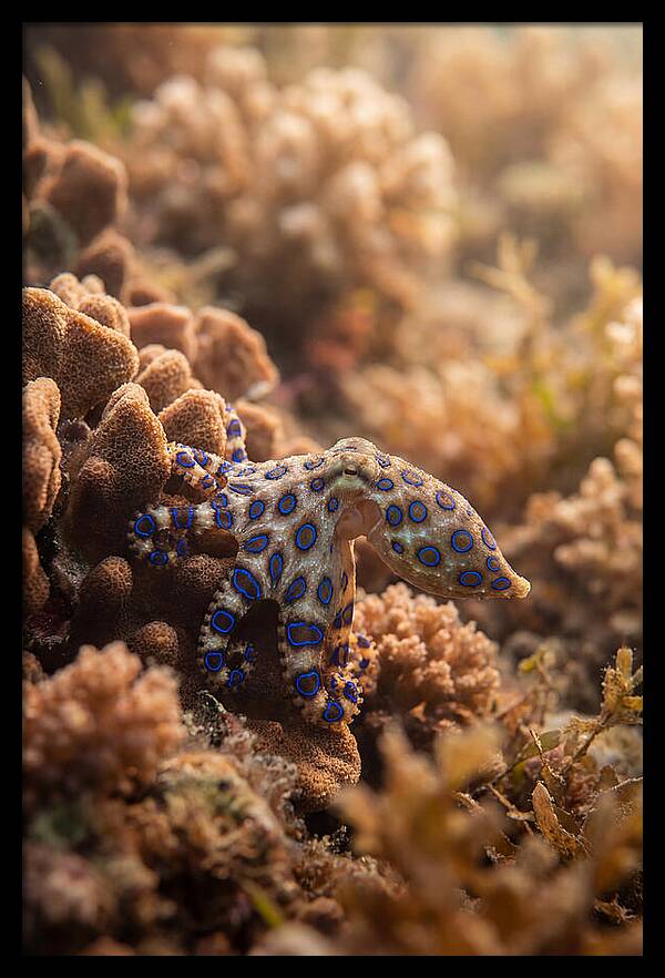 Blue Ringed Octopus Among Coral