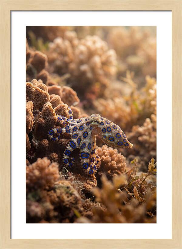 Blue Ringed Octopus Among Coral